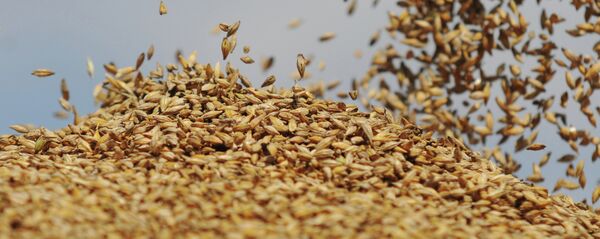 Ražas savākšana - Sputnik Latvija