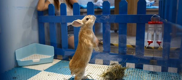 Кафе Rabbitland в Гонконге - Sputnik Латвия