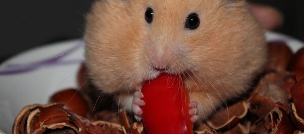 Хомяк - Sputnik Латвия