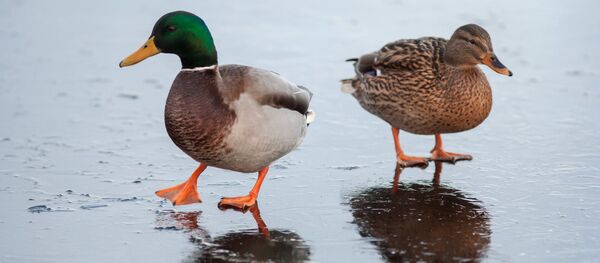 Pīles uz ledus - Sputnik Latvija