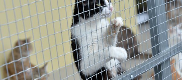 Приют для бездомных животных. - Sputnik Латвия