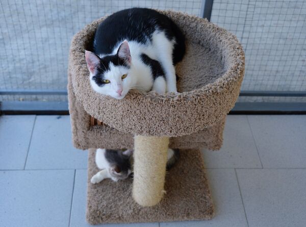 Приют для бездомных животных. - Sputnik Латвия