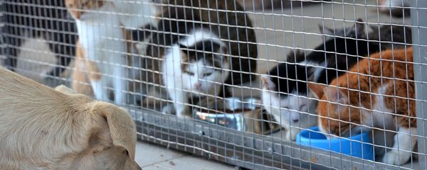 Dzīvnieku pātversme. Foto no arhīva - Sputnik Latvija