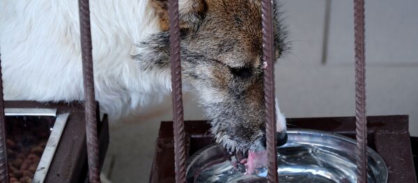 Приют для бездомных животных - Sputnik Латвия