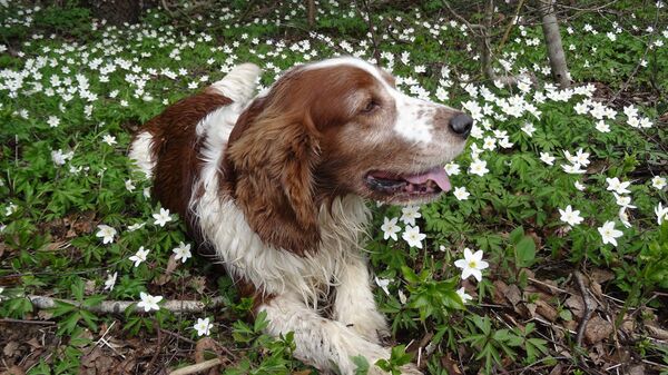 Тофик - главный латвийский трюфелевый поисковик - Sputnik Латвия