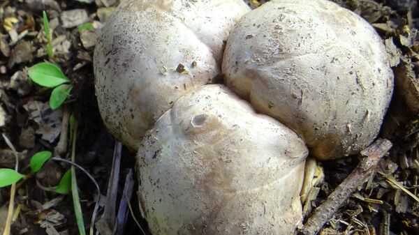 Такие белые трюфели - троицкие (они же польские или свиные) - растут в прибалтийских лесах - Sputnik Латвия