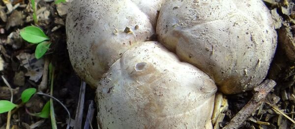 Такие белые трюфели - троицкие (они же польские или свиные) - растут в прибалтийских лесах Такие белые трюфели - троицкие (они же польские или свиные) - растут в прибалтийских лесах - Sputnik Латвия