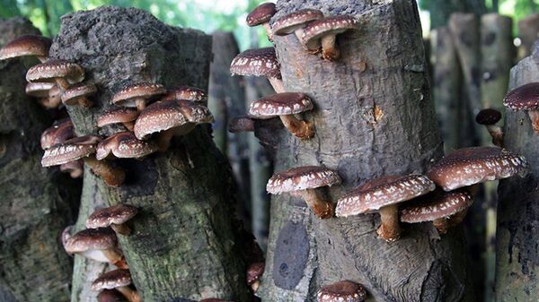 Шиитаке - гриб еще более капризный, чем трюфель - Sputnik Латвия