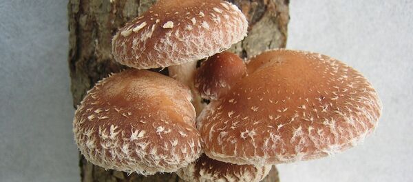 Грибы шиитаке - Sputnik Латвия