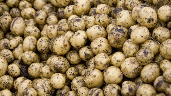 Kartupeļi. Foto no arhīva - Sputnik Latvija