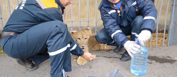 Хищник в центре Уфы: спасатели забрали найденного прохожим львенка - Sputnik Латвия