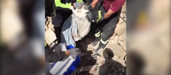 Воля к жизни: кот провел под руинами 16 суток после землетрясения в Италии - Sputnik Латвия