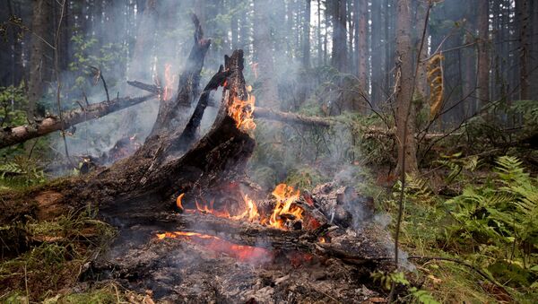 Лесные пожары в Бурятии - Sputnik Latvija