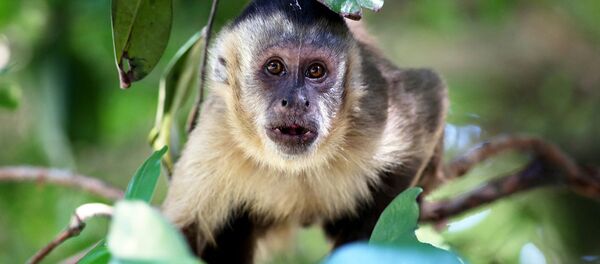 Обезьяна породы капуцин - Sputnik Latvija