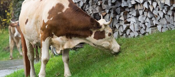 Корова Корова - Sputnik Латвия