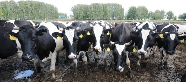 Полевая ферма - Sputnik Латвия