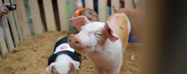 Sivēni. Foto no arhīva Sivēni. Foto no arhīva - Sputnik Latvija