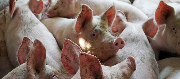 Cūkas Cūkas - Sputnik Latvija