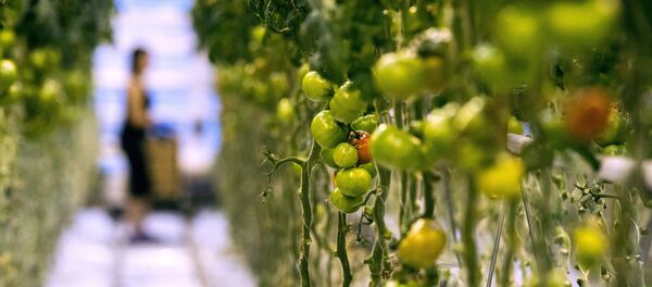 Агроцентр - Sputnik Латвия