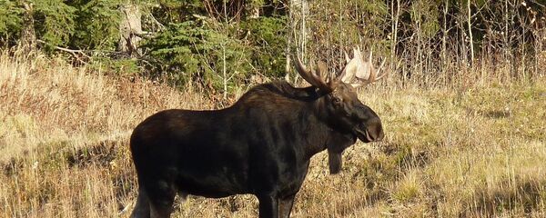 Лось - Sputnik Латвия