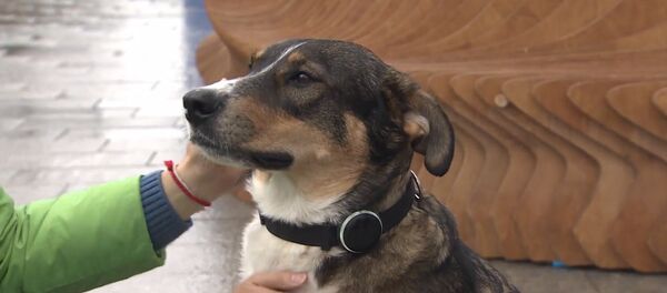 Умный ошейник: российский фитнес-трекер для собак поступил в продажу - Sputnik Латвия