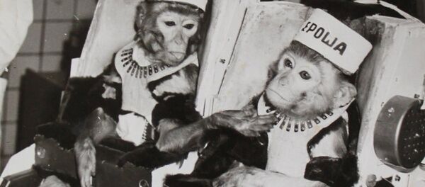 Архивное фото тренировки обезьян перед полетом в космос в Сухумском питомнике - Sputnik Латвия