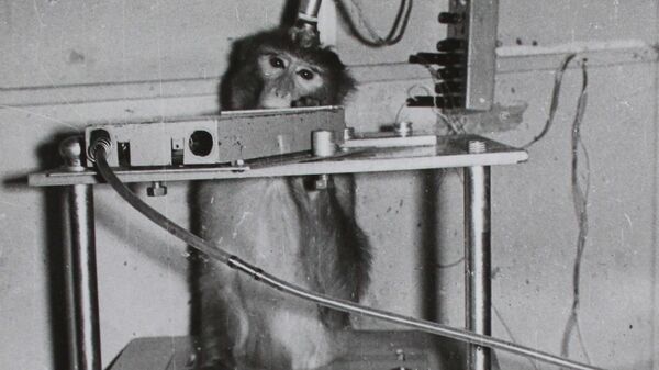Архивное фото тренировки обезьян перед полетом в космос  - Sputnik Латвия
