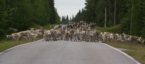 Стадо оленей на трассе - Sputnik Латвия