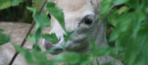 Косуля-альбинос - Sputnik Латвия