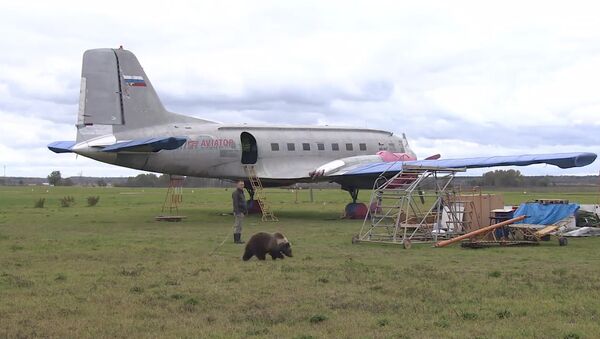Медвежонок Мансур поселился на аэродроме под Тверью и подружился с лайкой - Sputnik Латвия