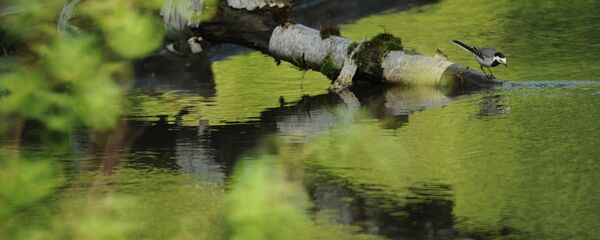 Болото - Sputnik Латвия