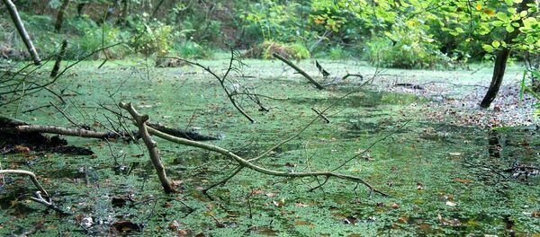 Болото - Sputnik Латвия