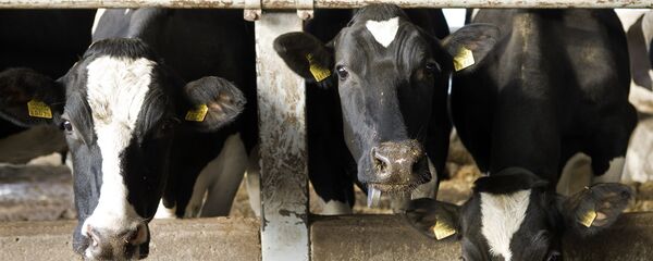 Коровы на ферме. Коровы на ферме. - Sputnik Latvija