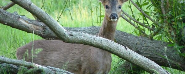 Косуля, архивное фото - Sputnik Латвия