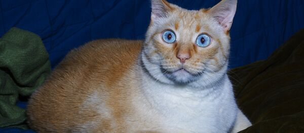 Удивленный кот - Sputnik Латвия