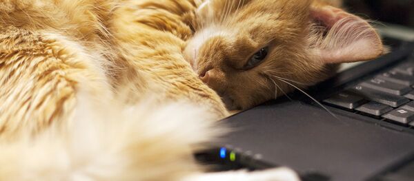 Кошка - Sputnik Латвия