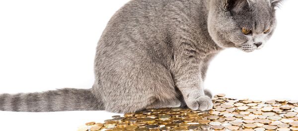 Кот Кот - Sputnik Латвия