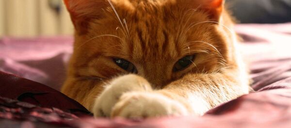 Кошка - Sputnik Латвия