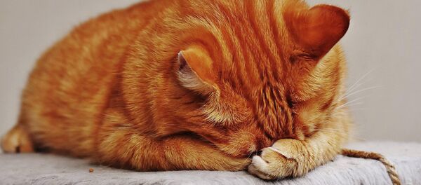 Кошка - Sputnik Латвия