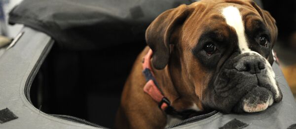 Собака породы немецкий боксер Собака породы немецкий боксер - Sputnik Латвия