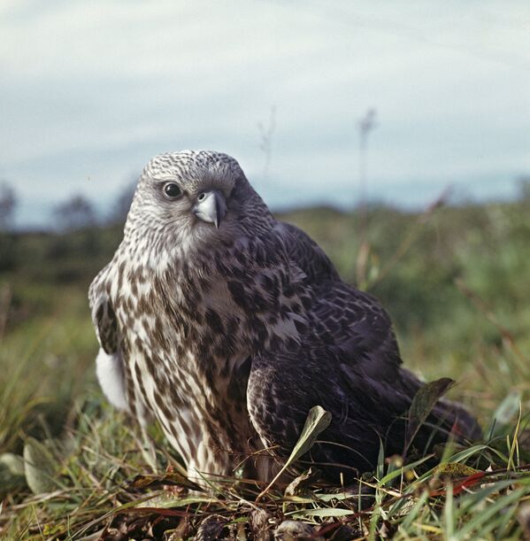 Lielais piekūns (lats. Falco peregrinus) - plēsējputns no piekūnu dzimtas. - Sputnik Latvija