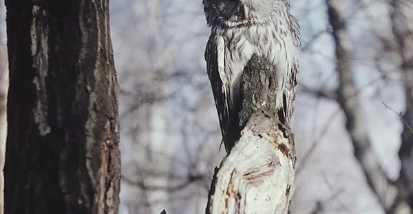 Lapzemes ziemeļu pūce (Strix nebulosa lapponica). Foto no arhīva - Sputnik Latvija