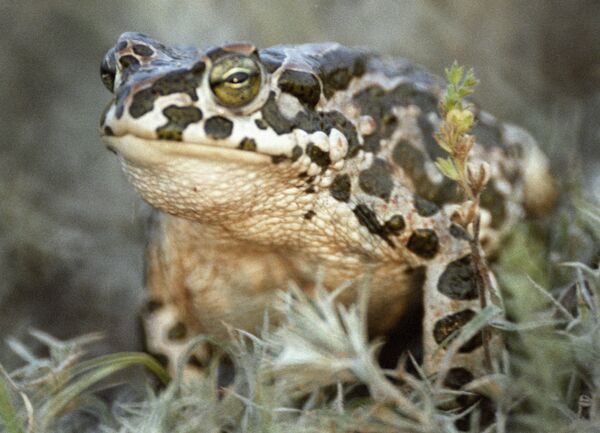 Зеленая жаба Зеленая жаба - Sputnik Латвия