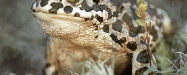 Зеленая жаба - Sputnik Латвия