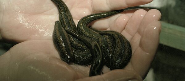 Медицинские пиявки Медицинские пиявки - Sputnik Латвия