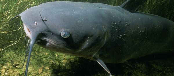 Сом Сом - Sputnik Латвия