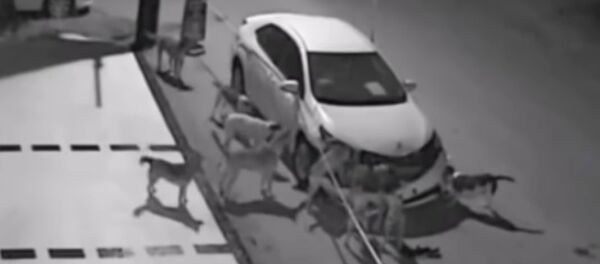 Собаки, отрывающие бампер автомобиля - Sputnik Латвия