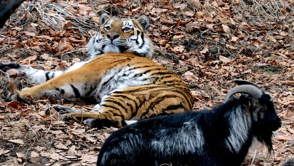 Дружба козла Тимура и тигра Амура в Приморском сафари-парке - Sputnik Латвия