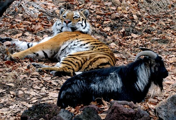 Reitingā iekļauts viens vienīgs zooparks Krievijā – Piejūras safari parks, kurā dzīvo tīģeris Amūrs un āzis Timurs. Plēsoņas un viņa upura draudzība nav unikāla – Piejūras parkā sadzīvo arī Himalaju lācis, jenots un ūdrs. - Sputnik Latvija