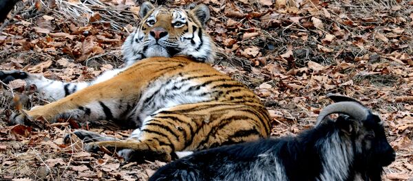 Дружба козла Тимура и тигра Амура в Приморском сафари-парке - Sputnik Латвия